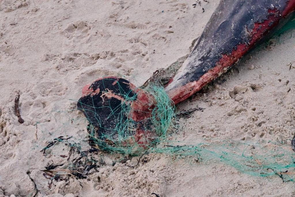 Pêche peut on encore sauver le dauphin commun France Nature